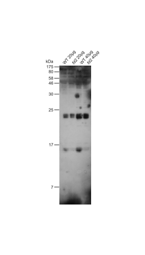 western blot detection using anti-ferredoxin antibodies